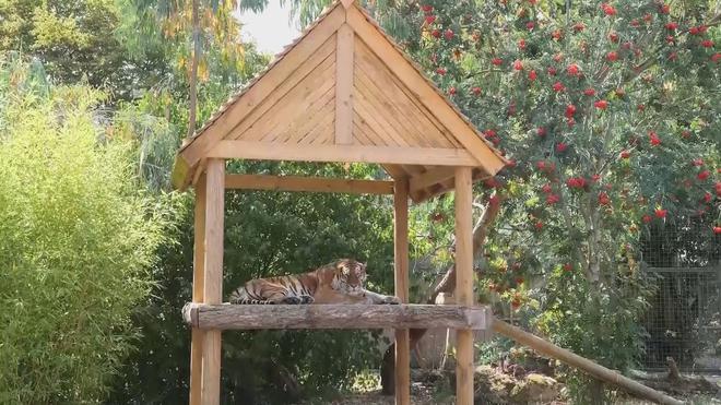 Anh đón hai hổ Amur con trong nỗ lực bảo tồn loài quý hiếm - Ảnh 4.