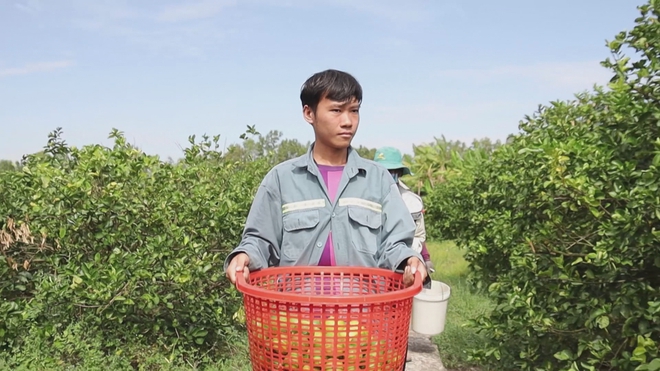Đổi mới tư duy để mở rộng cánh cửa xuất khẩu cây có múi - Ảnh 6.