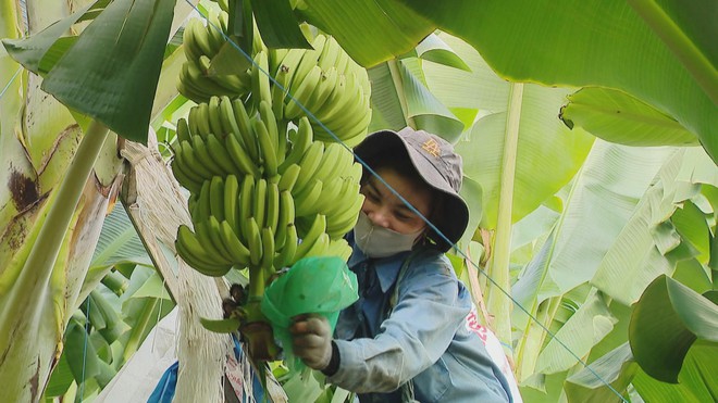 Vươn Khơi - Ngày 12/8/2026 | Gỡ nút thắt thủ tục, thúc đẩy xuất khẩu nông sản - Ảnh 2.