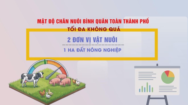 Vươn Khơi - Ngày 24/8/2026 | TP. Hồ Chí Minh quy định mật độ chăn nuôi đến năm 2030 - Ảnh 1.