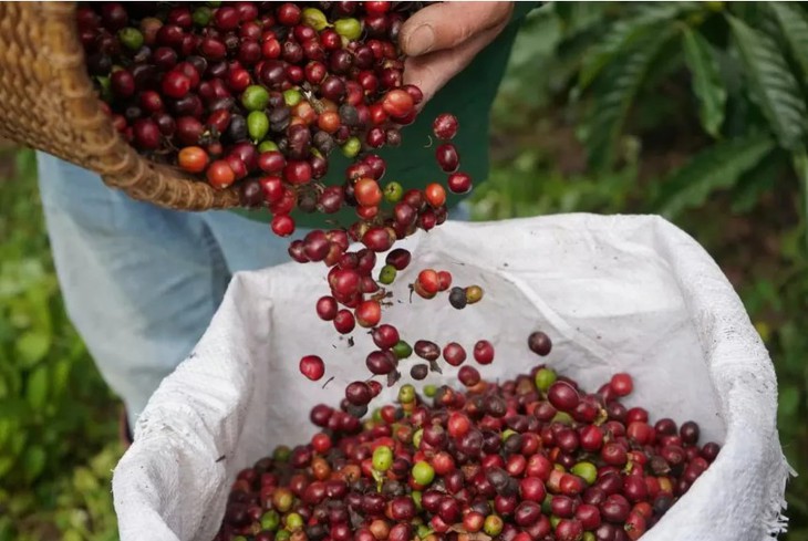 Hôm nay (8/12): Giá hồ tiêu tăng nhẹ