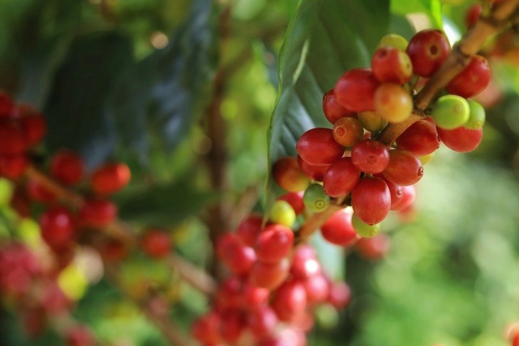 Giá cà phê tăng mạnh