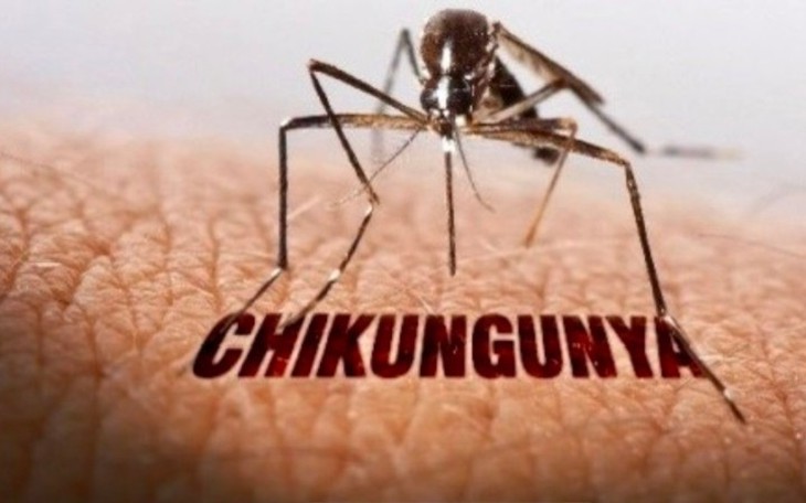 Thành phố Hồ Chí Minh chưa phát hiện ca bệnh Chikungunya
