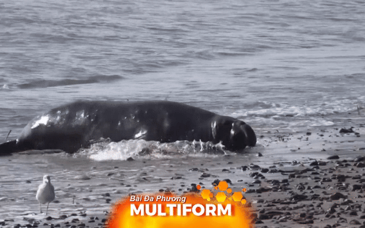 Câu chuyện bảo tồn thành công loài voi biển ở Mỹ
