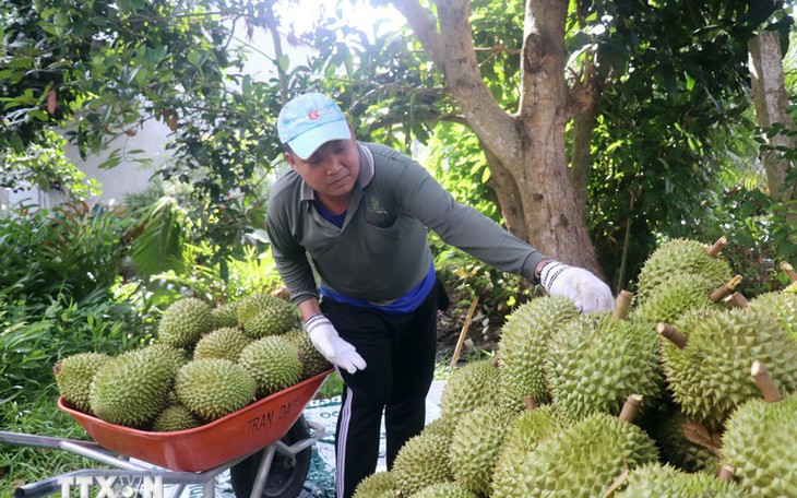 Đến hết năm 2026 sẽ triển khai thí điểm Hệ thống truy xuất nguồn gốc nông sản