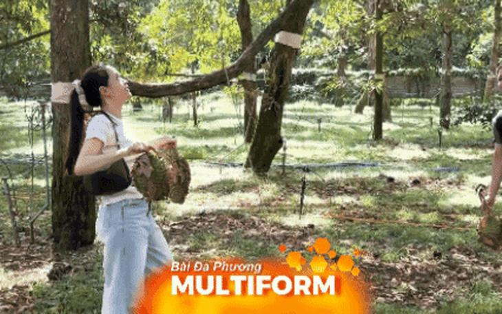 TP. Hồ Chí Minh: Trải nghiệm hái sầu riêng tại vườn hút khách dịp hè