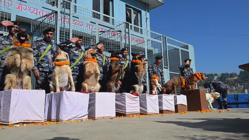 Nepal: Lễ hội Kukur Tihar tôn vinh “sứ giả của thần chết”  - Ảnh 4.