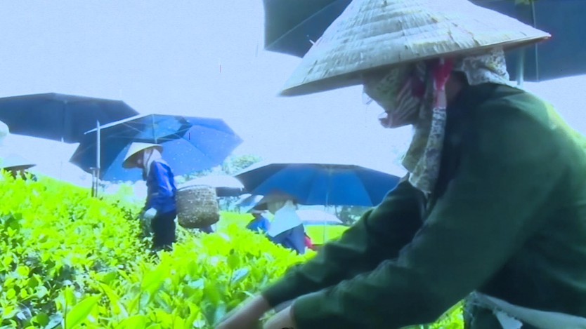 Tôn vinh văn hóa Trà Việt: Hành trình từ cây chè tới chén trà - Ảnh 1.
