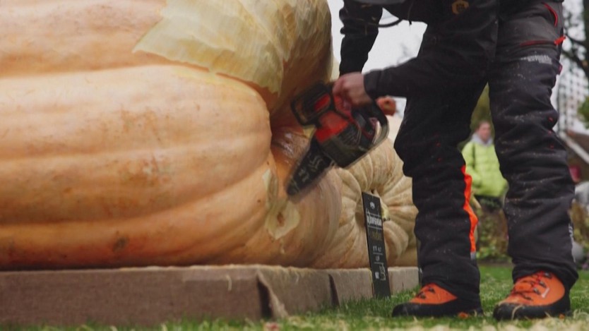 Bí ngô hơn 900kg chiến thắng cuộc thi Halloween tại Đan Mạch- Ảnh 3.
