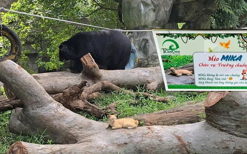 Mèo Mika “trưởng chuồng gấu” của Thảo Cầm Viên ủng hộ 80 triệu đồng cho đồng bào lũ lụt miền Trung - Ảnh 1.