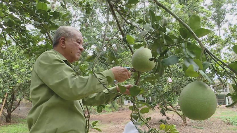 “Bộ đội Cụ Hồ” làm kinh tế, dựng xây cuộc sống mới trên quê hương- Ảnh 4.
