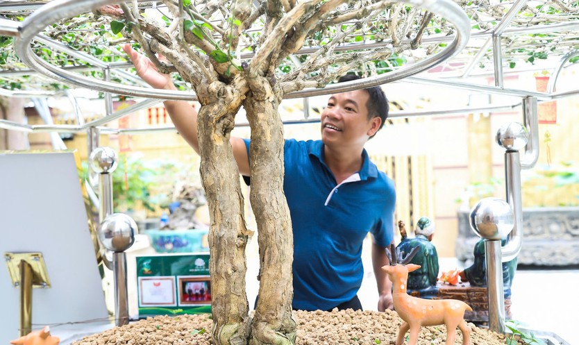 Mai vàng cổ thụ độc bản Việt Nam nhận kỷ lục Châu Á có gì đặc biệt?- Ảnh 3.