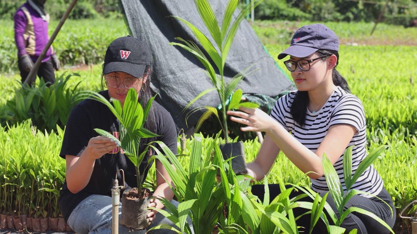 Lan tỏa giá trị kinh tế từ cây cau Quảng Ngãi- Ảnh 1.