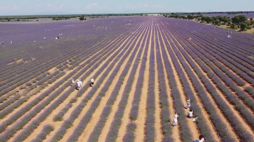 Du khách mê mẩn trước cánh đồng hoa oải hương Tây Ban Nha - Ảnh 1.