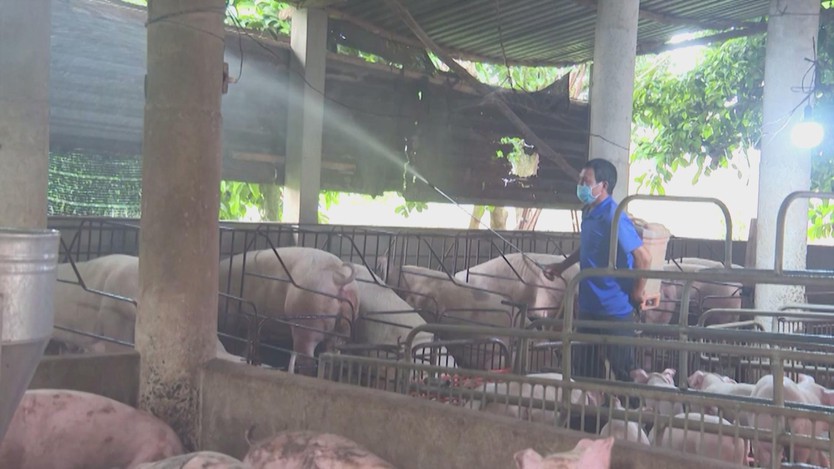 Người chăn nuôi chủ động phòng chống dịch tả heo Châu Phi - Ảnh 3.