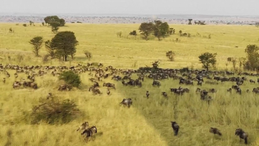 Ngắm cảnh ngoạn mục: Tour khinh khí cầu chiêm ngưỡng thú di cư tại Tanzania- Ảnh 2.