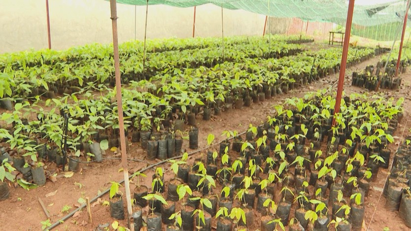 Giá ca cao tăng cao nhất 10 năm, nông dân TP.HCM khó tìm mua cây giống - Ảnh 1.