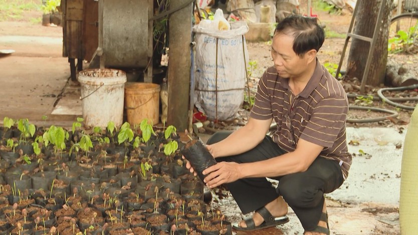 Giá ca cao tăng cao nhất 10 năm, nông dân TP.HCM khó tìm mua cây giống - Ảnh 2.