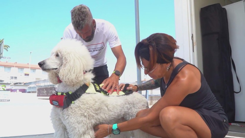 Tây Ban Nha: Chó poodle gia nhập đội cứu hộ- Ảnh 1.