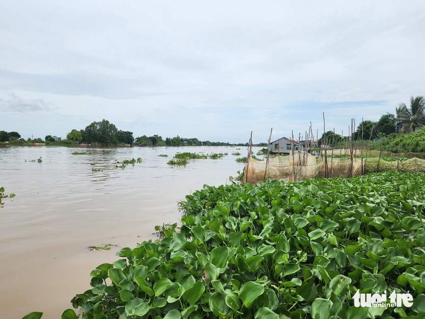 Lượng nước từ sông Mekong đổ về sông Cửu Long tăng 10-30% - Ảnh 1.