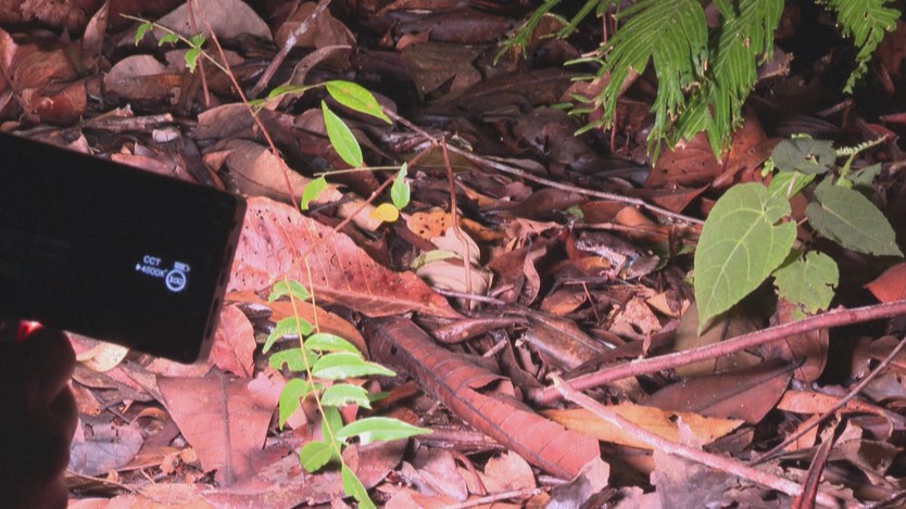 Khám phá rừng Borneo: Thú vui tìm ếch độc đáo và nỗ lực bảo tồn tại Malaysia- Ảnh 2.