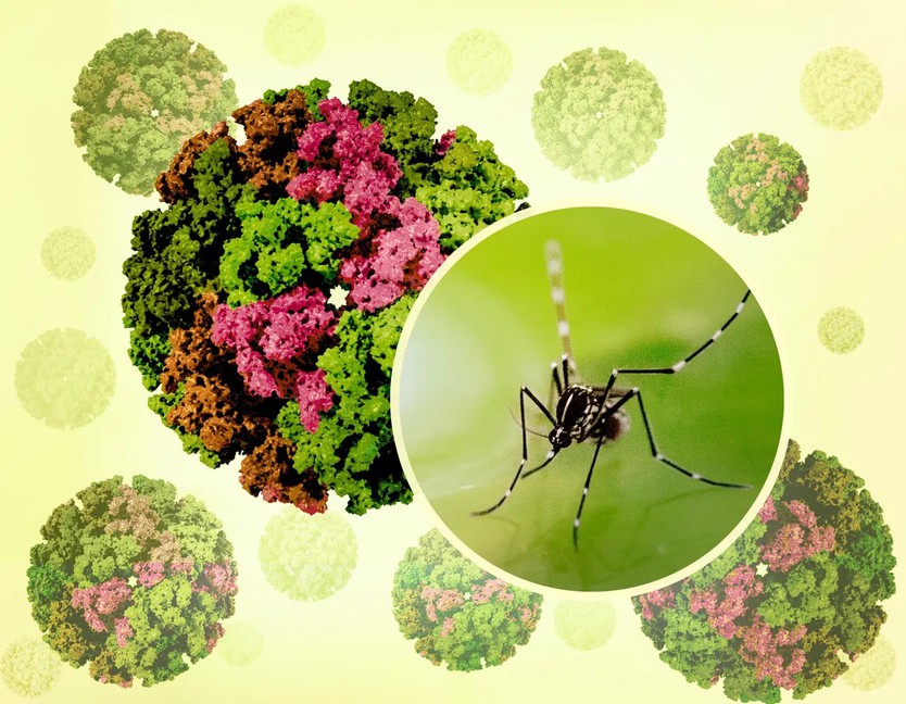 Bộ Y tế khuyến cáo khẩn các biện pháp phòng, chống Dịch bệnh Chikungunya- Ảnh 2.