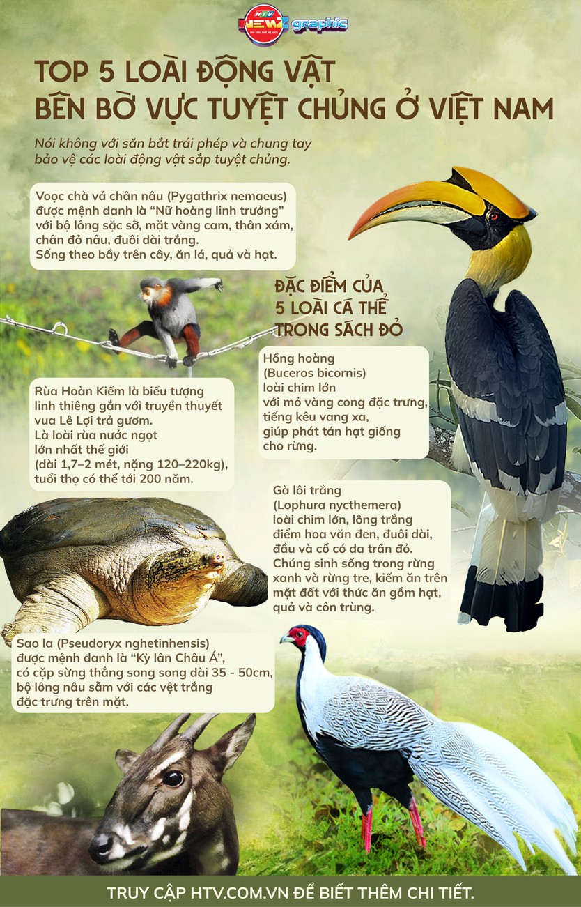 NewZgraphic: 5 loài động vật quý hiếm trong sách đỏ báu vật thiên nhiên cần được bảo vệ - Ảnh 1.