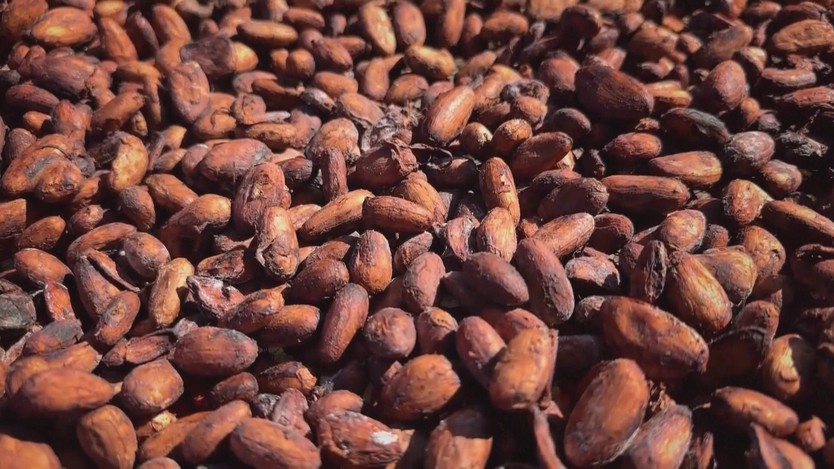 Australia: Diện tích trồng cây cacao phát triển nhờ nhu cầu sôcôla tăng cao - Ảnh 3.