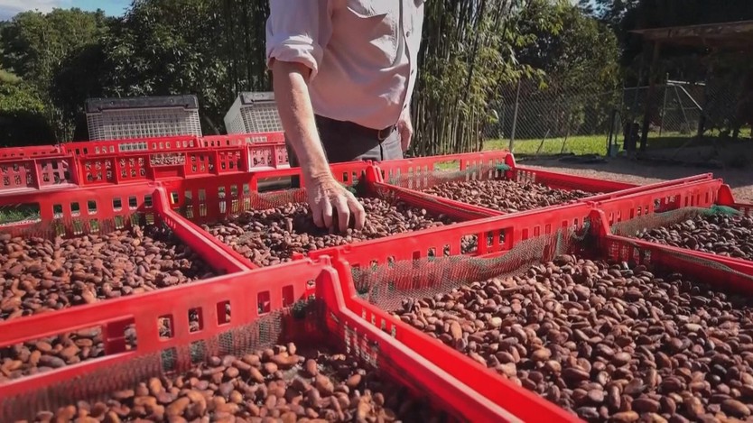 Australia: Diện tích trồng cây cacao phát triển nhờ nhu cầu sôcôla tăng cao - Ảnh 2.