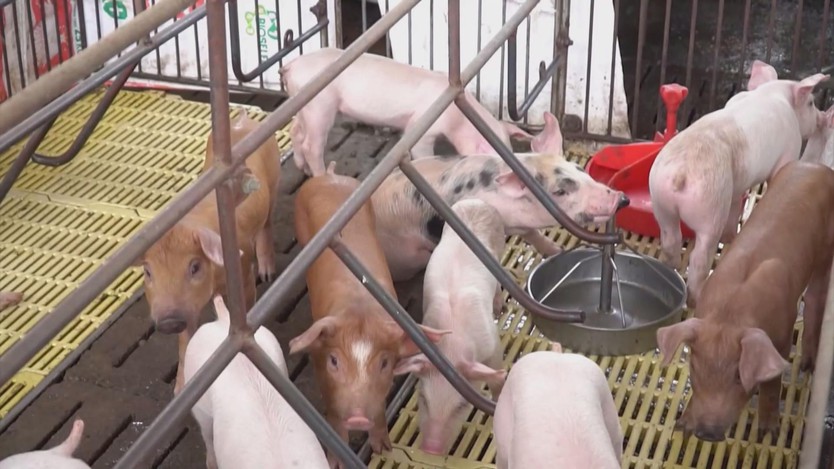 An toàn sinh học: Giải pháp hướng đến chăn nuôi heo bền vững - Ảnh 2.