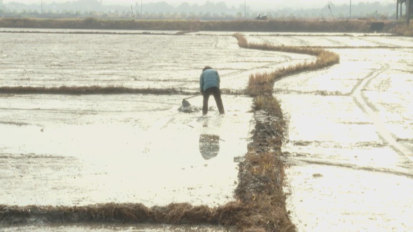 TP.HCM gieo sạ hơn 9.000 ha lúa vụ Mùa 2025, kỳ vọng bội thu - Ảnh 2.