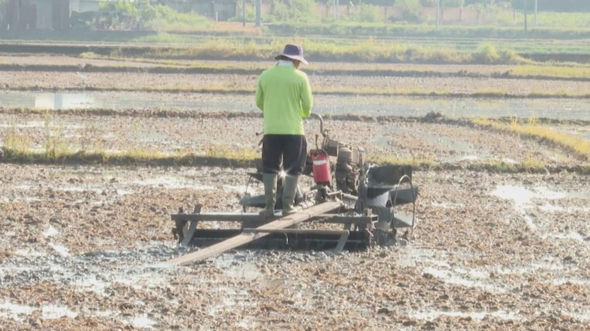 TP.HCM gieo sạ hơn 9.000 ha lúa vụ Mùa 2025, kỳ vọng bội thu - Ảnh 4.