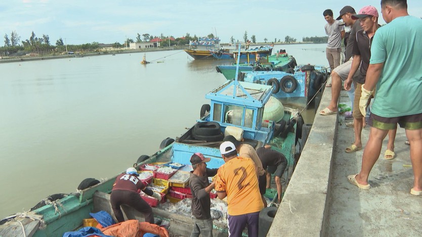 Giá hải sản giảm mạnh, ngư dân gặp nhiều khó khăn - Ảnh 3.