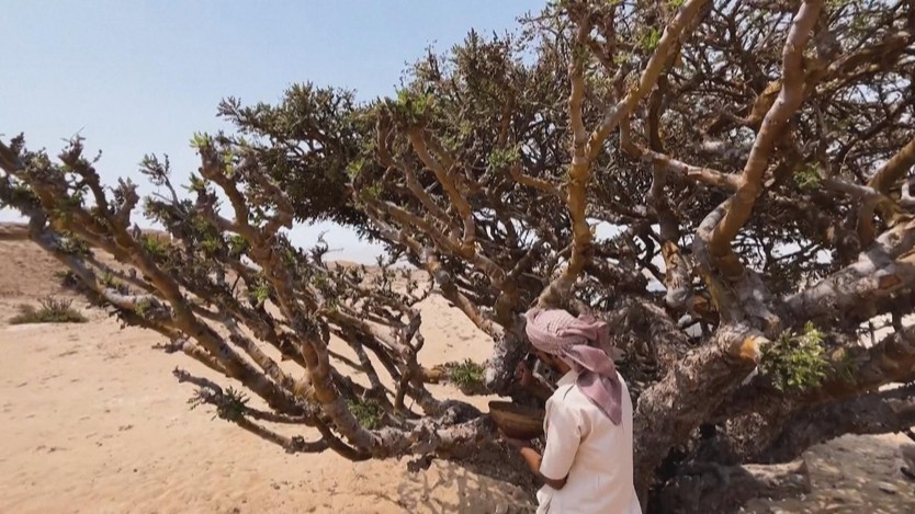 Nhũ hương - "vàng trắng" cần được bảo tồn của Oman- Ảnh 1.