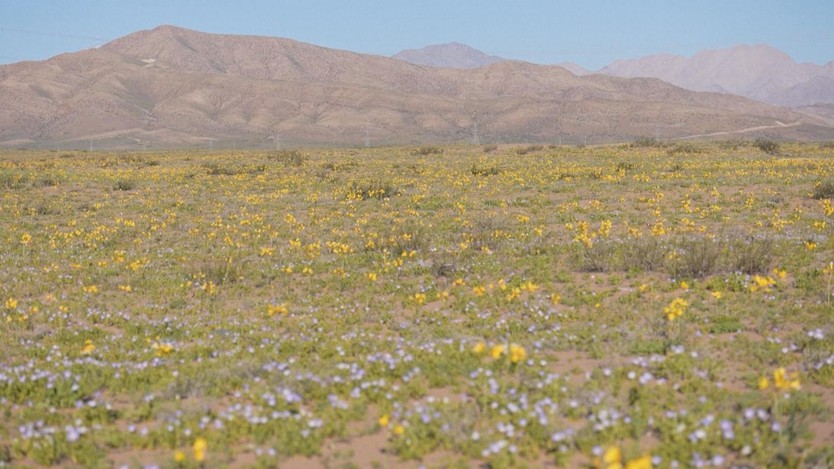 Sa mạc Atacama xuất hiện ...những thảm hoa sặc sỡ - Ảnh 5.