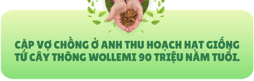 Cặp vợ chồng Anh thu hoạch hạt giống cây “thời khủng long” trị giá gần 150 triệu đồng - Ảnh 1.