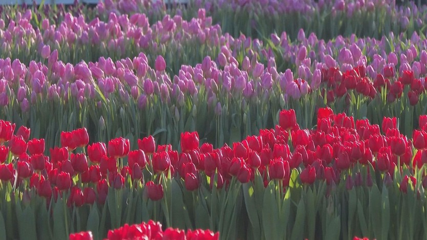 Hà Lan: Hoa tulip khoe sắc mang thông điệp năm mới 2026 - Ảnh 3.