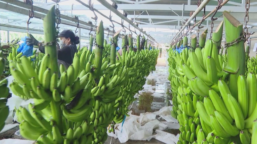 Bộ Nông nghiệp và Môi trường tổng kết ngành năm 2025 và định hướng năm 2026 - Ảnh 3.