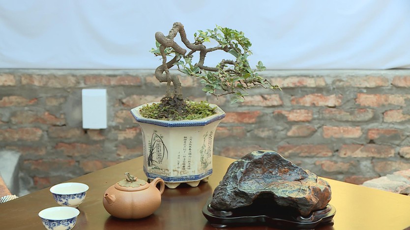 Không gian nghệ thuật Bonsai & Suiseki giữa những ngày giáp Tết- Ảnh 1.