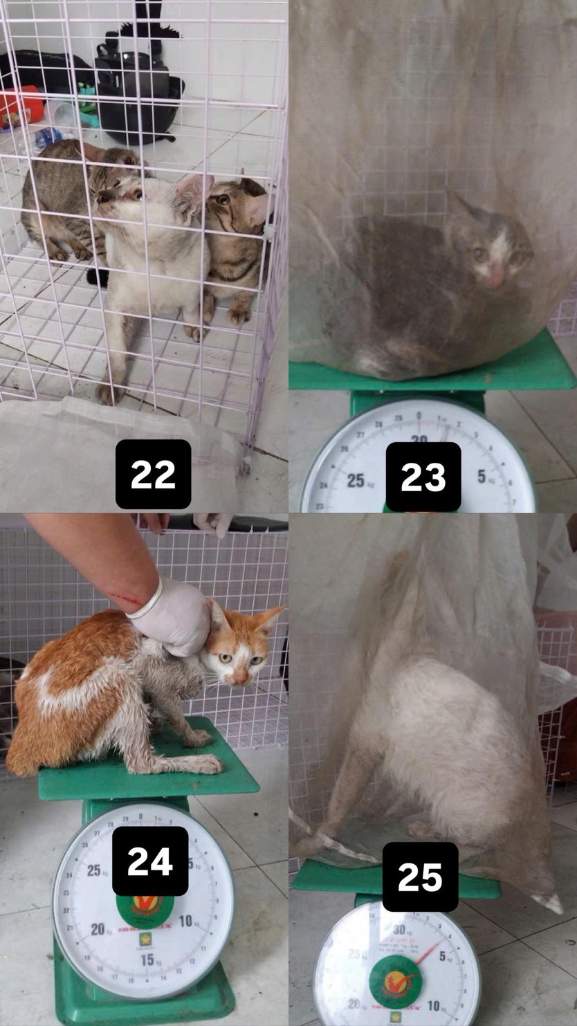 Công an TP.HCM tìm chủ nhân của 32 chó, mèo vừa được giải cứu- Ảnh 2.