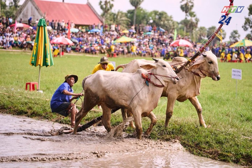 Hội đua bò Bảy Núi An Giang 2026 sôi động mùa hội - Ảnh 10.