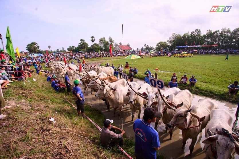 Hội đua bò Bảy Núi An Giang 2026 sôi động mùa hội - Ảnh 4.