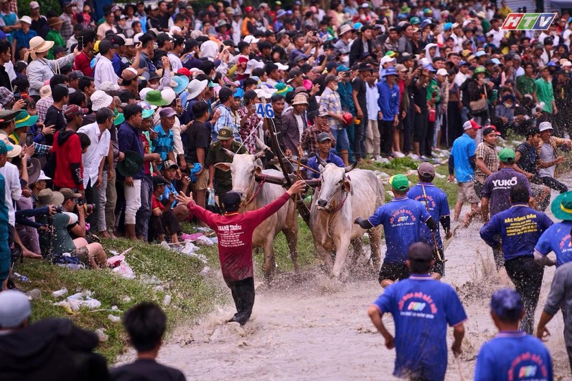 Hội đua bò Bảy Núi An Giang 2026 sôi động mùa hội - Ảnh 2.