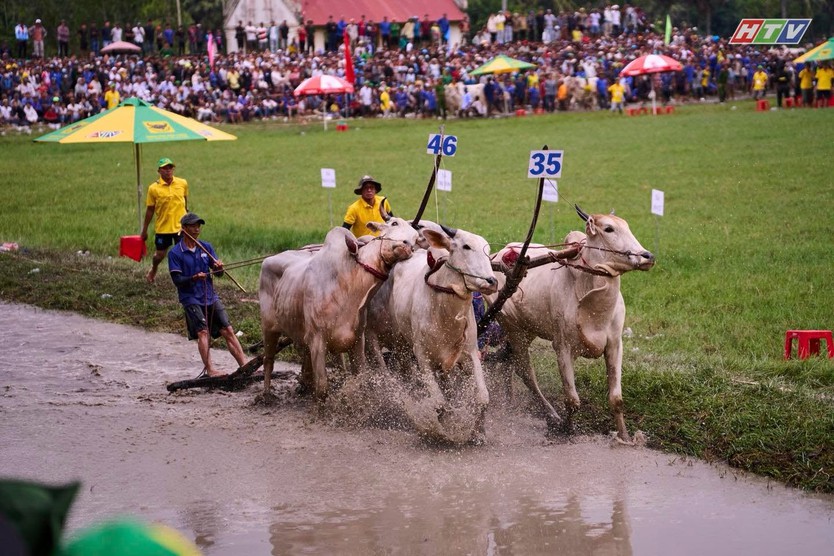 Hội đua bò Bảy Núi An Giang 2026 sôi động mùa hội - Ảnh 5.
