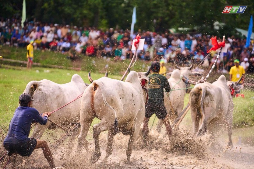 Hội đua bò Bảy Núi An Giang 2026 sôi động mùa hội - Ảnh 7.