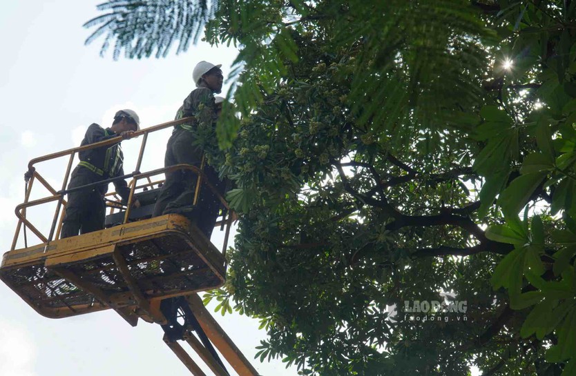 Hà Nội bắt đầu cắt tỉa cây hoa sữa - Ảnh 2.