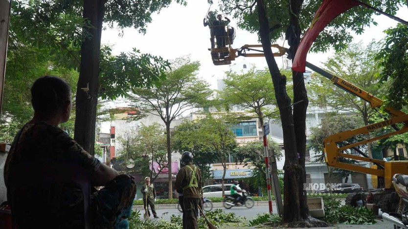 Hà Nội bắt đầu cắt tỉa cây hoa sữa - Ảnh 4.
