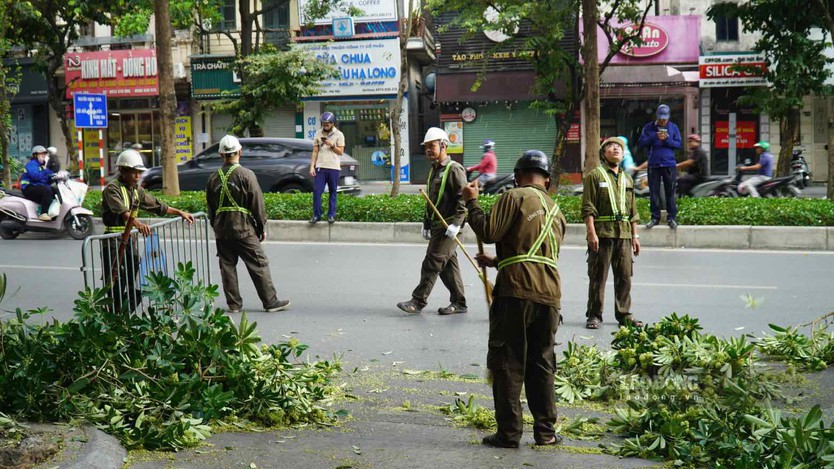 Hà Nội bắt đầu cắt tỉa cây hoa sữa - Ảnh 3.