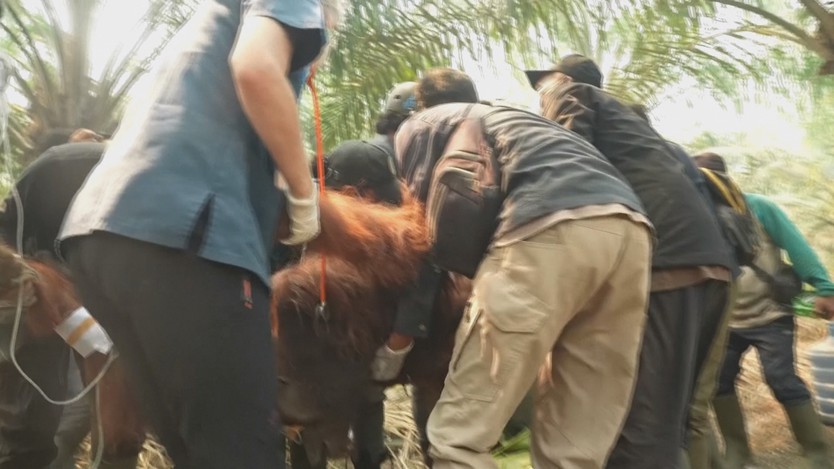 Indonesia: Chạy đua cứu đười ươi hoang dã khỏi "biển lửa" - Ảnh 3.