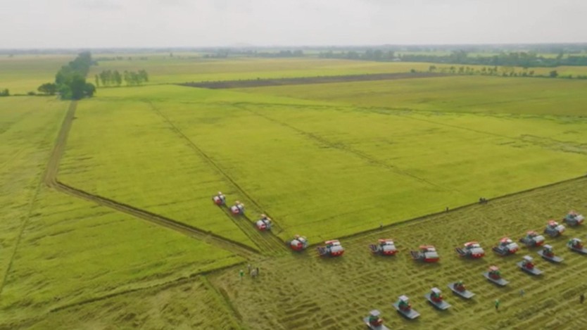 Giảm phát thải, tăng giá trị hạt gạo Việt- Ảnh 2.
